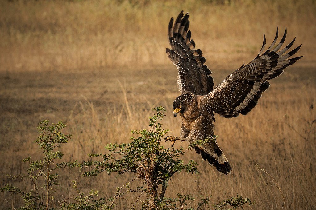 1024px-Crested_serpent_eagle_-_Spilornis_cheela