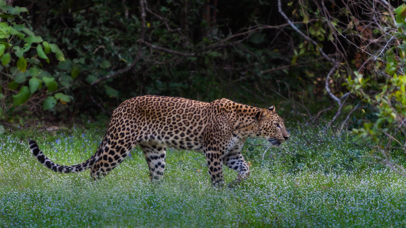 Book Your Wilpattu Safari Today!