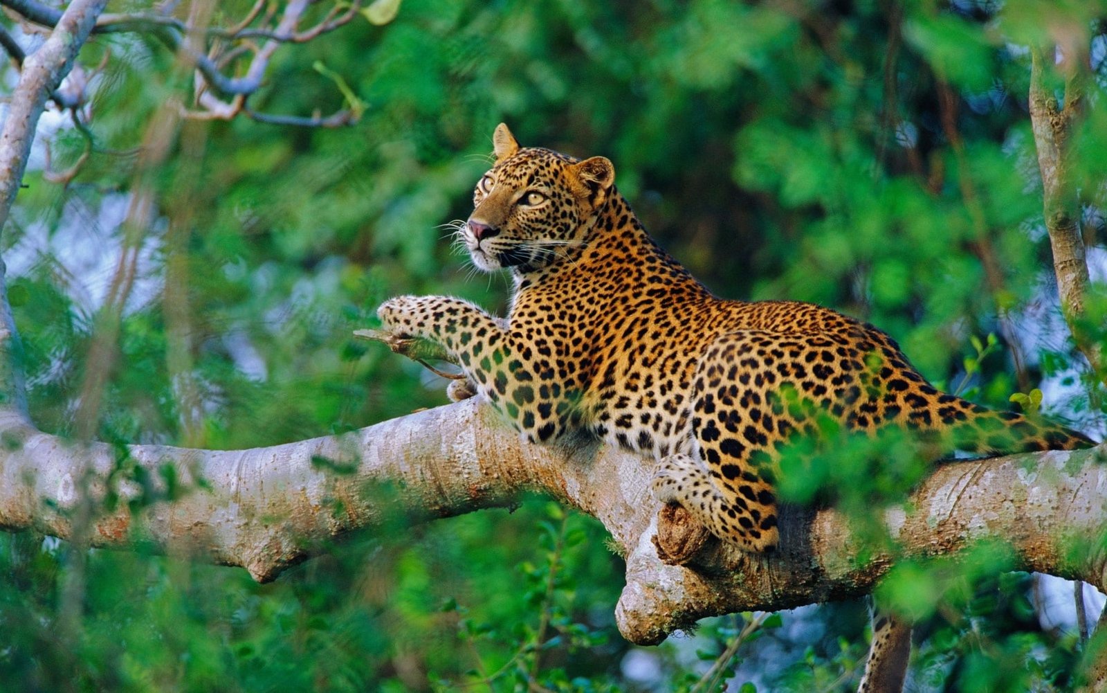 Wilpattu National Park