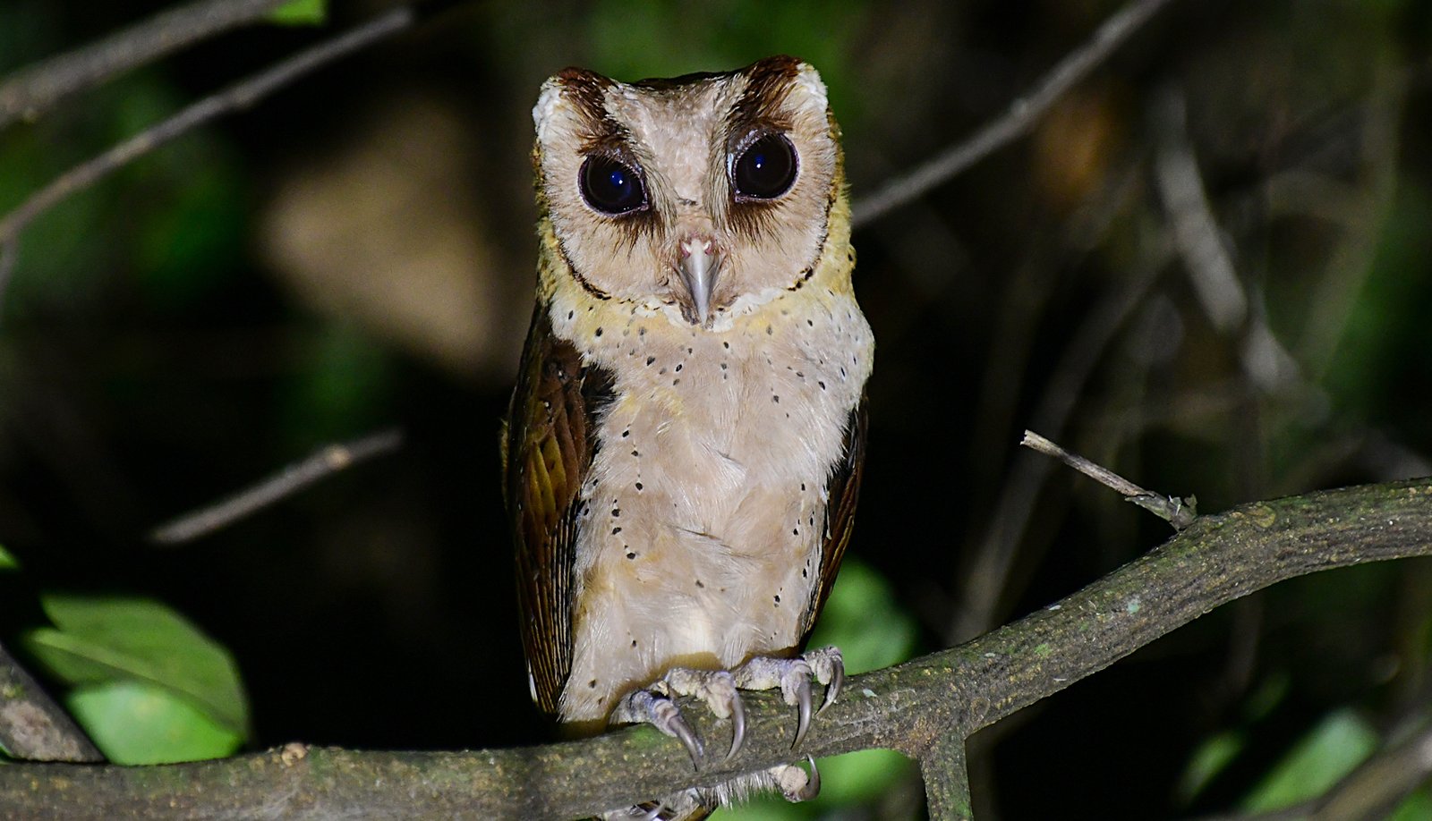 SREELANKAN_BAY_OWL