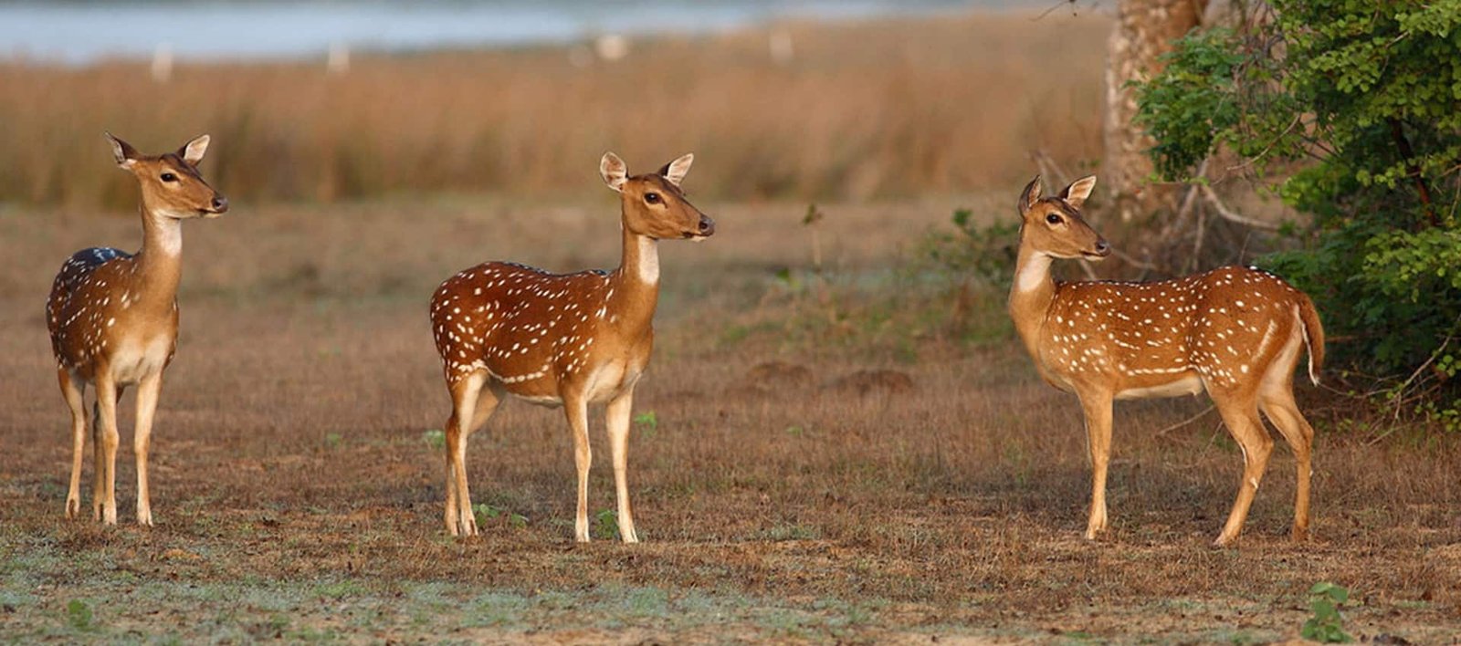 Wilpattu Safari