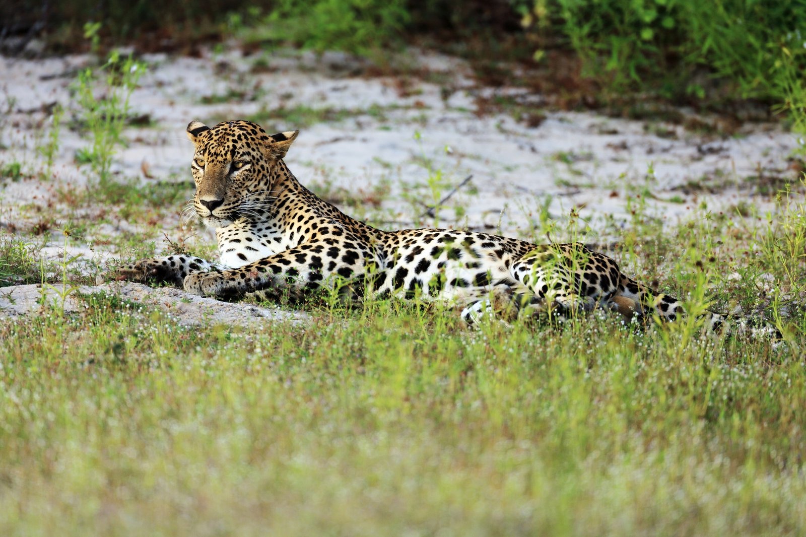 Leopards of Wilpattu National Park