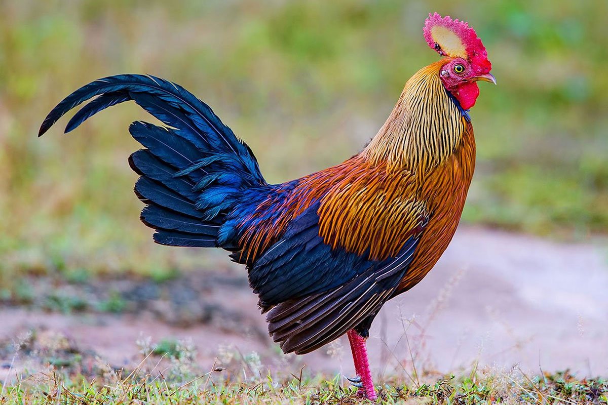 sri-lanka-jungle-fowl